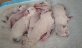 石家庄宠物领养 石家庄宠物领养