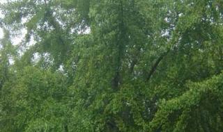 银杏树报价 银杏树报价