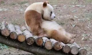 圈养大熊猫出生 圈养大熊猫出生
