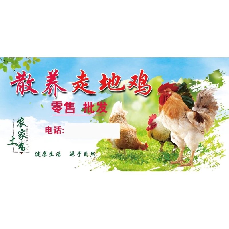 活鸡市场新动向