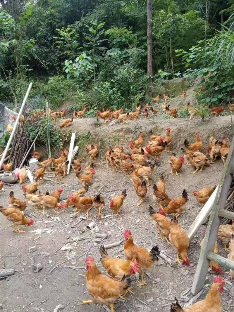 土鸡零售：市场行情与消费趋势