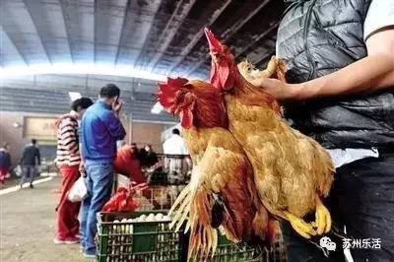 老母鸡养殖：传统与创新的完美融合